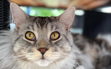 10 - Fakten über Katzen - Mein-Tiershop.de