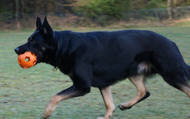 Wie bringe ich meinem Hund Apportieren bei?