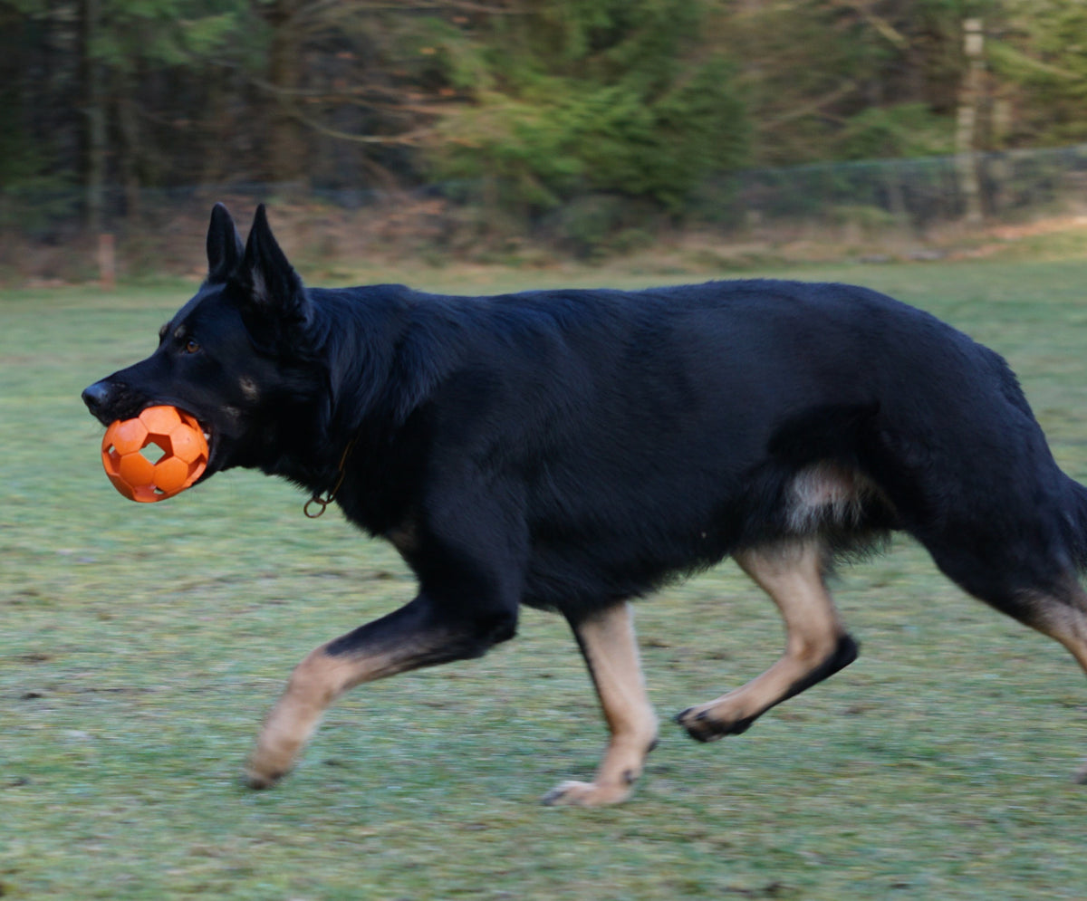 Wie bringe ich meinem Hund Apportieren bei?