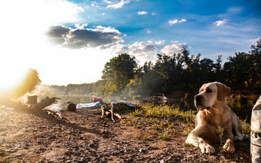 Urlaub mit Hund und Katze – So gelingt die Reise mit Tier