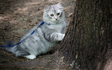 Katze an Geschirr und Leine gewöhnen – Sicher gemeinsam die Welt entdecken