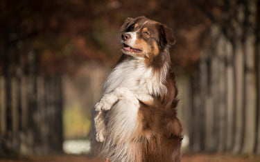 5 neue Tricks für deinen Hund