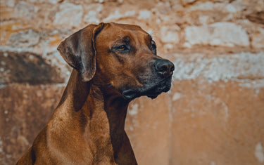 Richtige Bedeutungen der Kommandos - Privat und im Hundesport - Mein-Tiershop.de