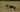 Hüftgelenksdysplasie (HD) beim Hund