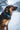 Ruffwear Top Rope Hundehalsband#farbe_blue-pool