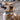 Ruffwear Crag Hundehalsband#farbe_rising-wave