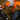 Ruffwear Web Master Hundegeschirr#farbe_blaze-orange