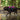 Ruffwear Flagline Hundegeschirr#farbe_alpenglow-pink