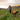 Ruffwear Approach™ Hunderucksack#farbe_campfire-orange