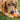 Ruffwear Gnawt-a-Cone™ Hundespielzeug#farbe_salamander-orange