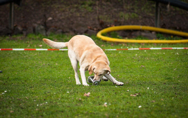 Obedience und Rally Obedience - Sport mit deinem Hund - Mein-Tiershop.de