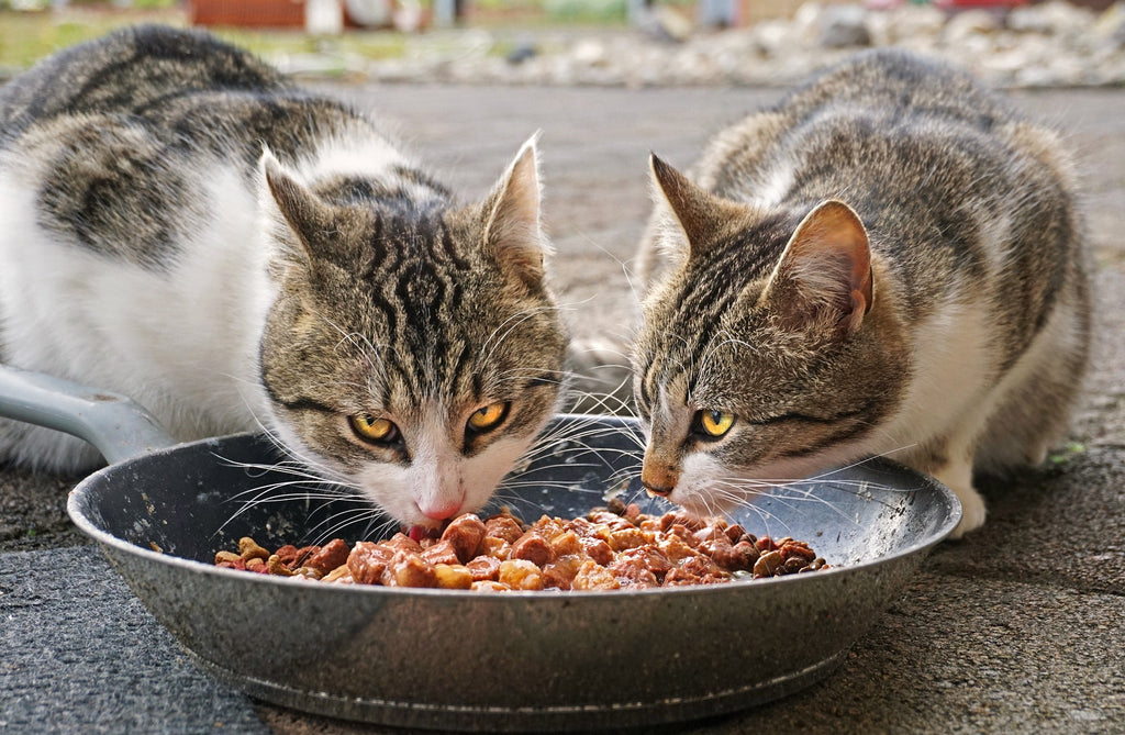 Katzenfutter –Auf was sollte man achten? Was ist wichtig beim Füttern von Katzen?