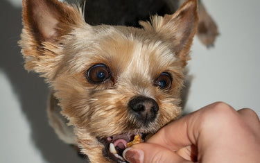 Allergie und Futtermittelunverträglichkeit beim Hund – Symptome erkennen und das richtige Futter finden