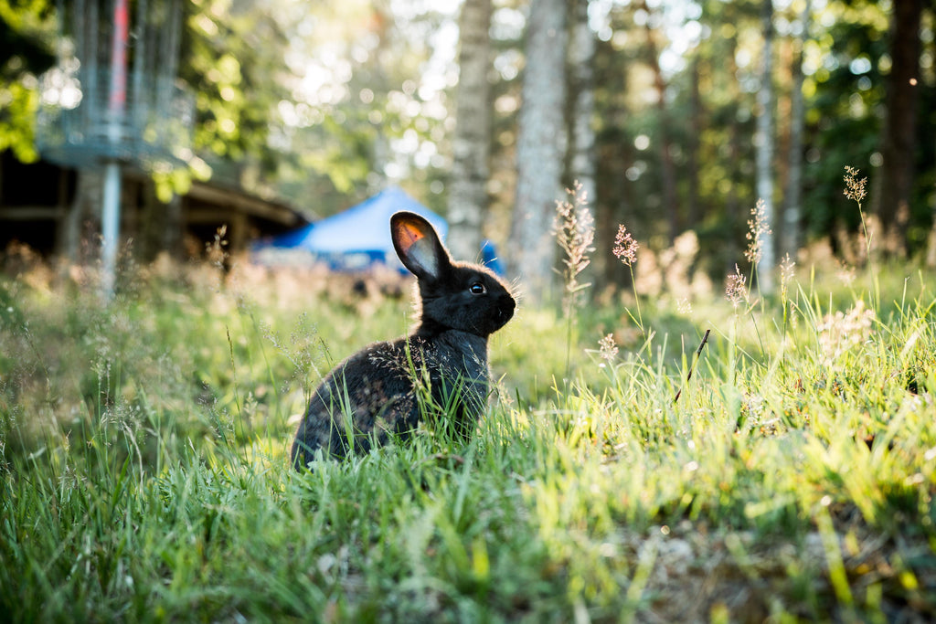 Kaninchenhaltung - Was muss beachtet werden? - Mein-Tiershop.de