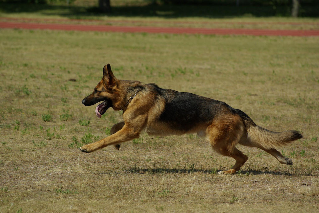 Hüftgelenksdysplasie (HD) beim Hund