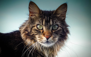 Katzenrassen - Rasseportrait Maine Coon