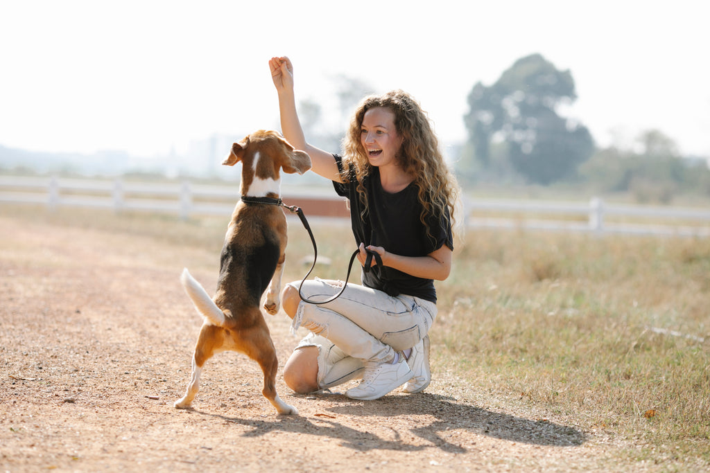 5 tolle Tricks für Hunde