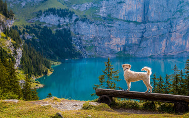 Checkliste für Reisen mit dem Hund