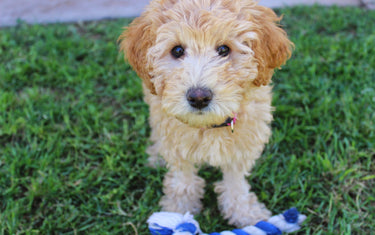 Fellpflege beim Doodle – Wie pflegt man Labradoodle und Co. Richtig?