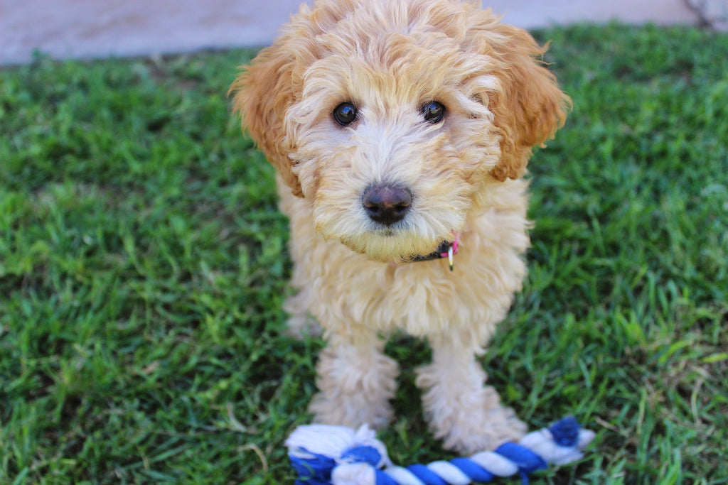 Fellpflege beim Doodle – Wie pflegt man Labradoodle und Co. Richtig?