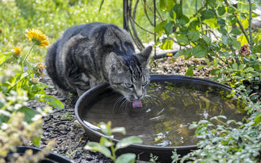 Warum trinkt meine Katze so wenig? – Ursachen und was du tun kannst