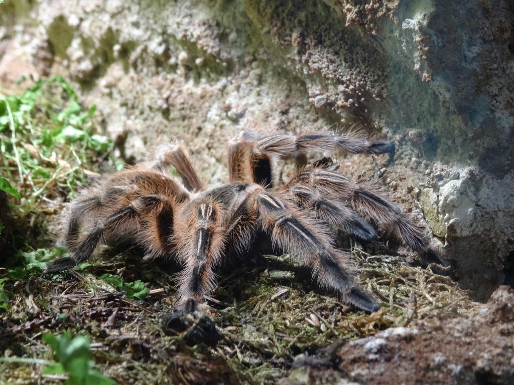 Vogelspinnen – alle wichtigen Infos zur Haltung