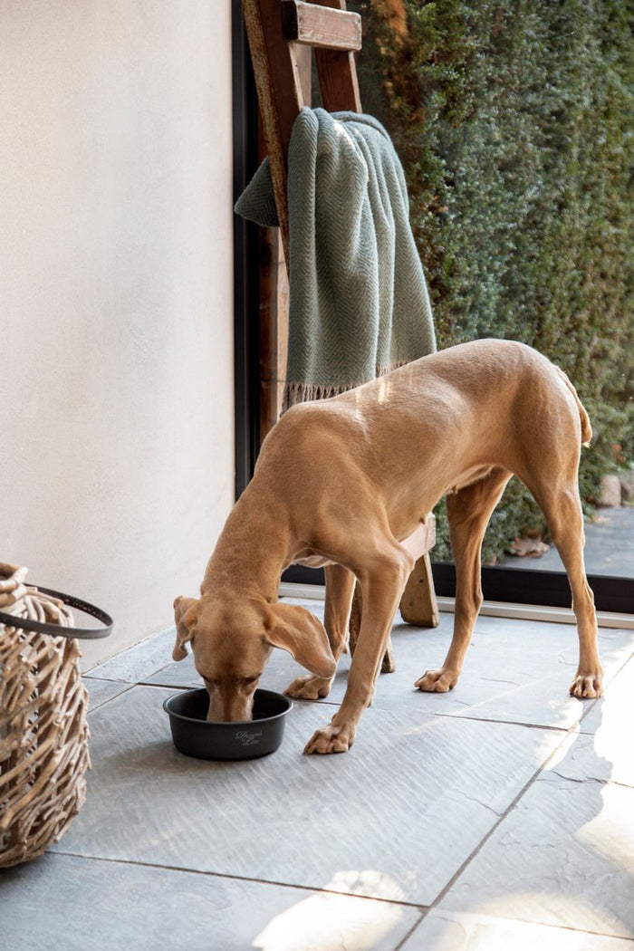 Hunde