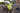 Ruffwear Trail Runner Hunde-Laufweste#farbe_lichen-green