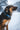 Ruffwear Top Rope Hundehalsband#farbe_blue-pool