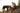 Ruffwear Front Range Hundegeschirr#farbe_coastal-mountains