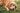 Ruffwear Gnawt-a-Rock™ Hundespielzeug#farbe_salamander-orange