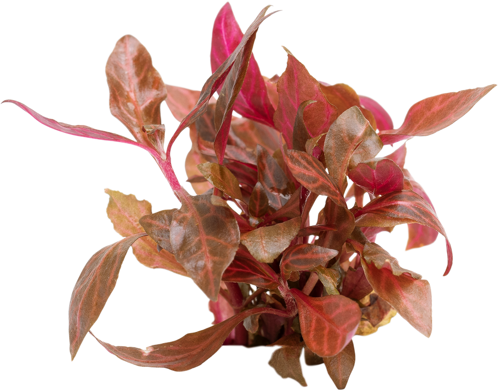 Stoffels Alternanthera reineckii 'Rosanervig'