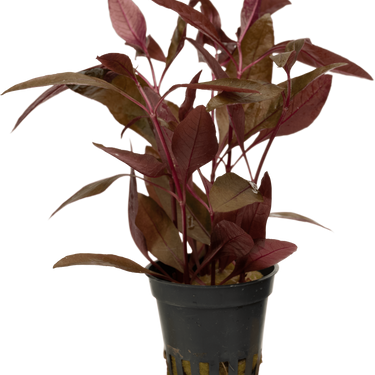 Stoffels Alternanthera reineckii 'Rot' (Sessilis)