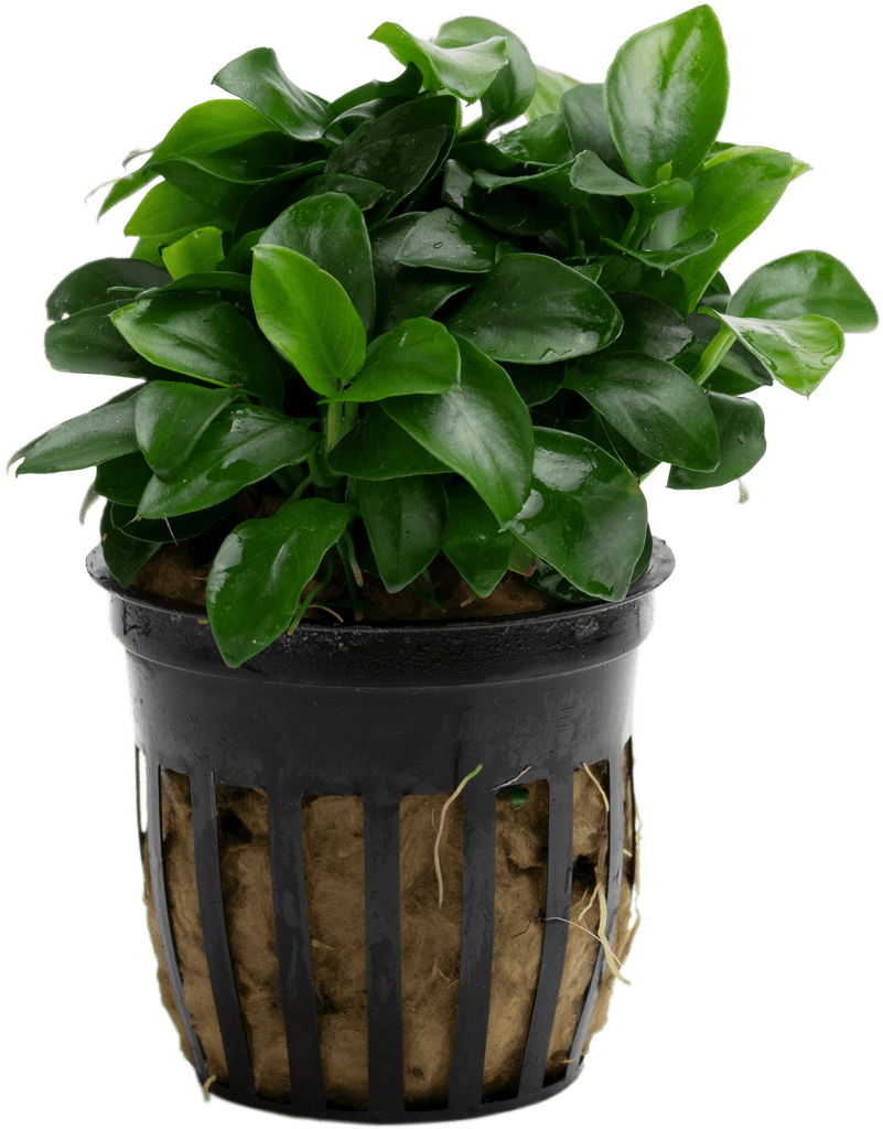 Stoffels Anubias barteri var. nana 'Bonsai' (Mini)