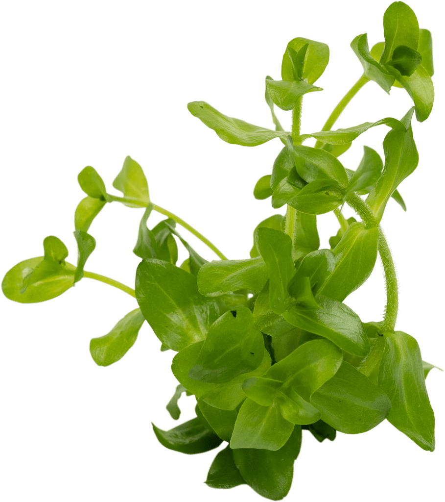 Stoffels Bacopa caroliniana (Amplexicaulis)