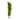 Stoffels Cabomba aquatica