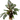Stoffels Cryptocoryne wendtii 'Mi Oya'