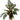 Stoffels Cryptocoryne wendtii 'Mi Oya'