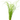 Stoffels Cyperus helferi