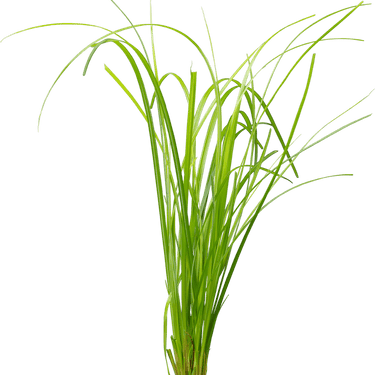 Stoffels Cyperus helferi