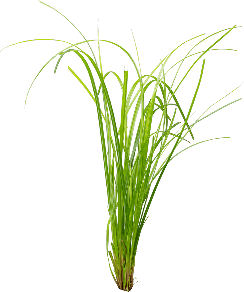 Stoffels Cyperus helferi