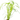 Stoffels Cyperus alternifolius