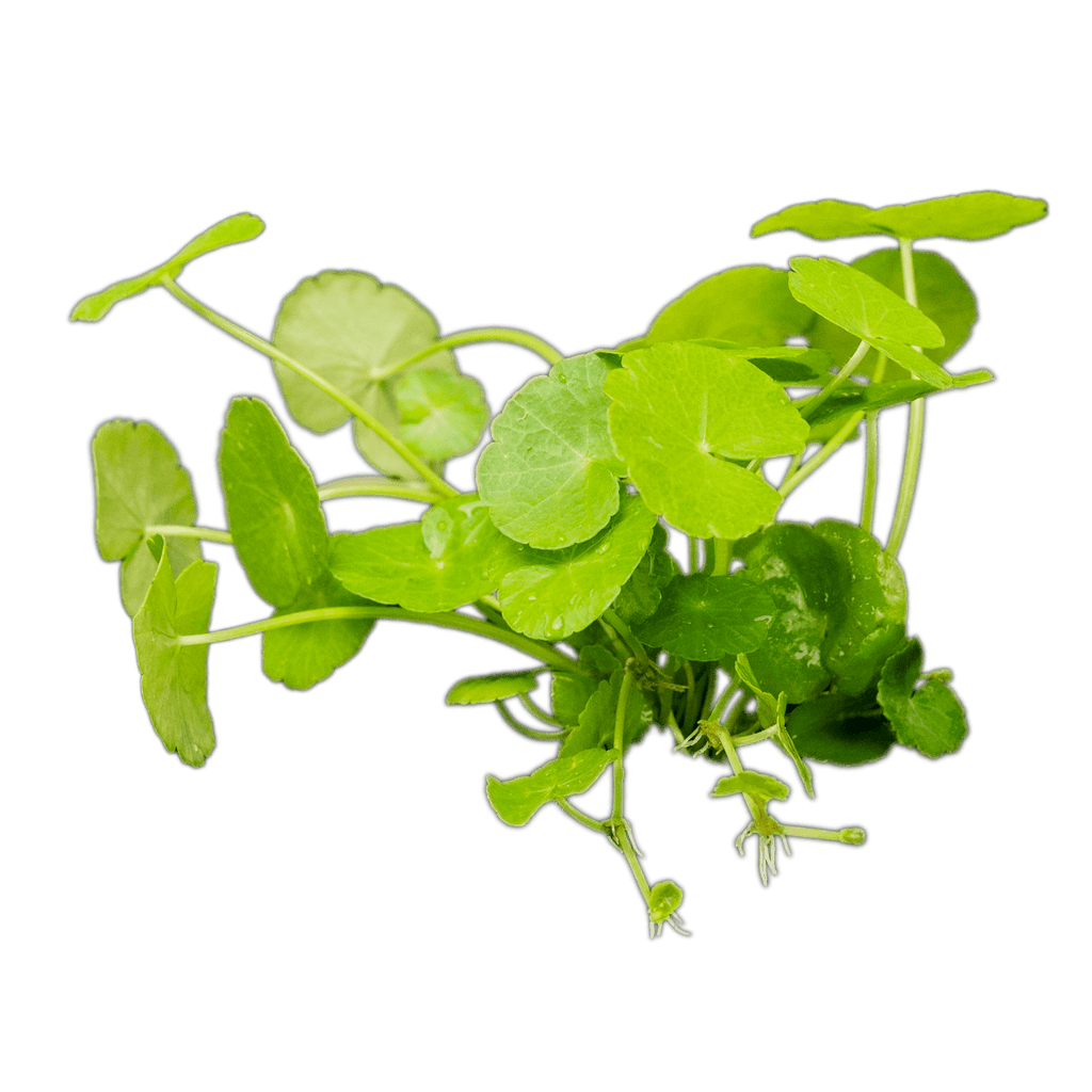 Stoffels Hydrocotyle leucocephala