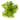 Stoffels Pogostemon erectus
