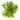 Stoffels Pogostemon erectus