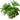 Stoffels Staurogyne repens