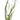 Stoffels Vallisneria nana