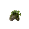 Stoffels Anubias barteri var. nana auf Kokos