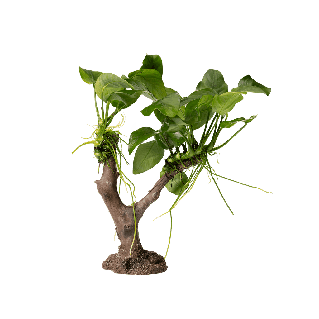 Stoffels Anubias barteri var. nana auf Kunstoffbaum
