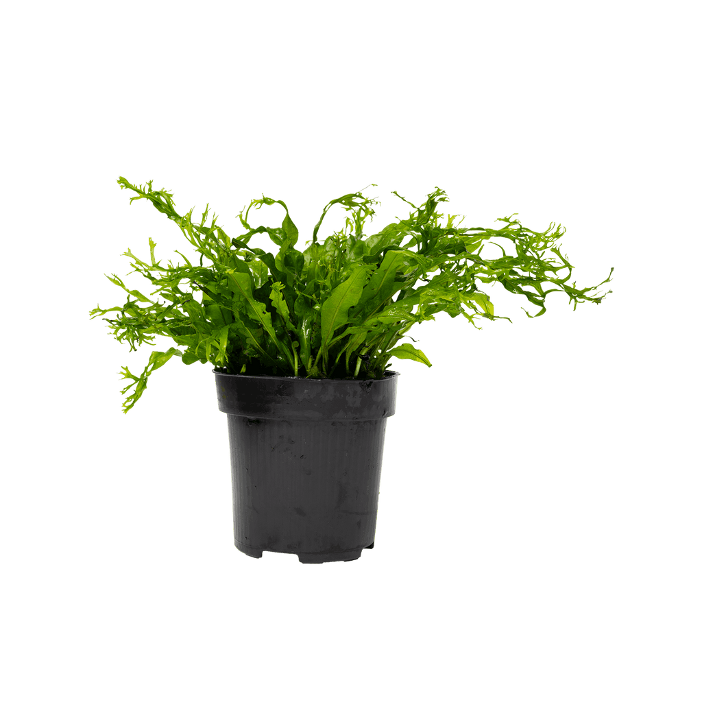 Stoffels Microsorum pteropus 'Windeløv' XL